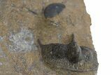 Three Onnia Trilobite Fossils - Blekos, Morocco #312764-6